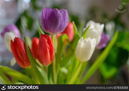 Tulips bouquet with dew in vase