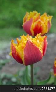 Tulips called Golddust. Fringed peony tulip Golddust. Sensual Golddust. Orange double petal tulip