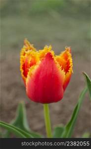 Tulips called Golddust. Fringed peony tulip Golddust. Sensual Golddust. Orange double petal tulip