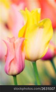 Tulips, close-up