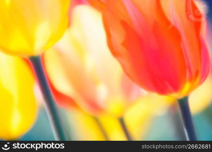 Tulips, close-up