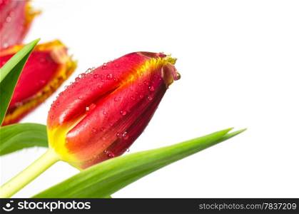 Tulips closeup with droplets at white background