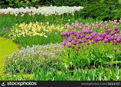 tulips field in different colors
