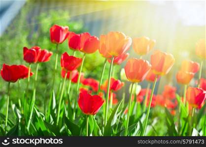 tulips . Field of red colored tulips with starburst sun