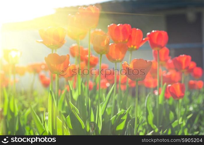 tulips . Field of red colored tulips with starburst sun