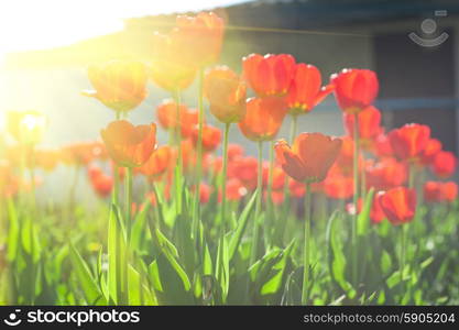 tulips . Field of red colored tulips with starburst sun