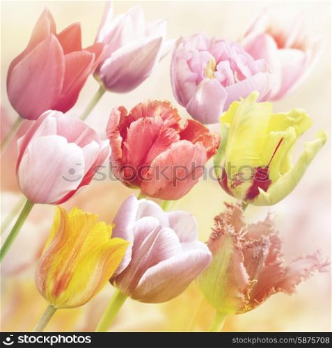 Tulips Flowers Close Up for Background