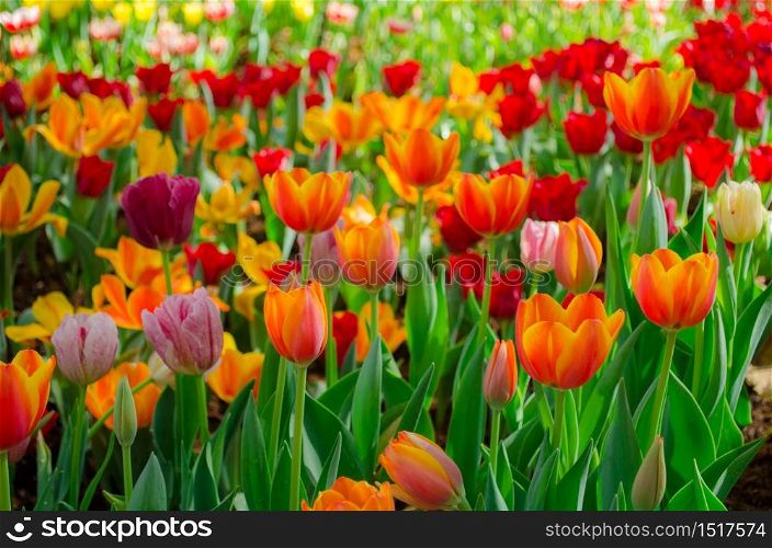 tulips flowers field in park