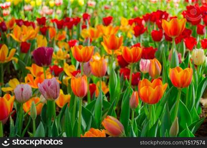 tulips flowers field in park