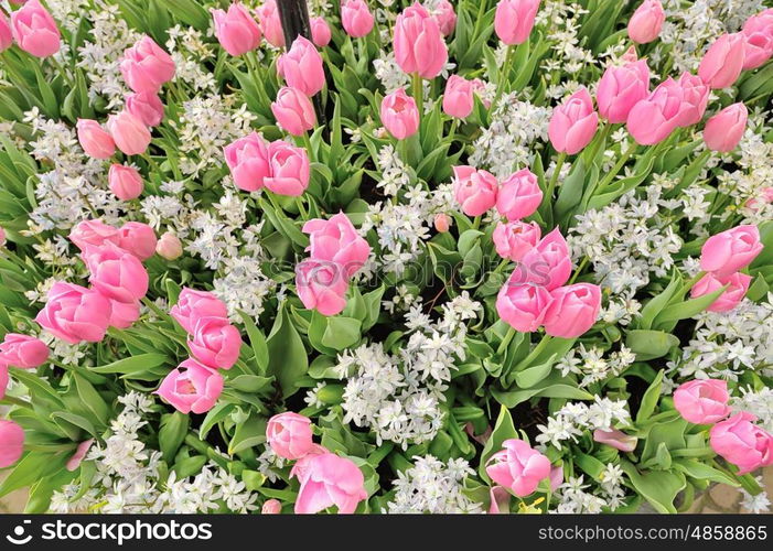 tulips flowers in park in spring time