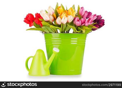 Tulips flowers in the green bucket