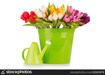 Tulips flowers in the green bucket