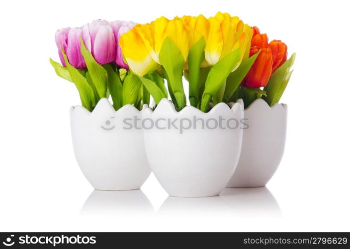 Tulips flowers isolated on the white