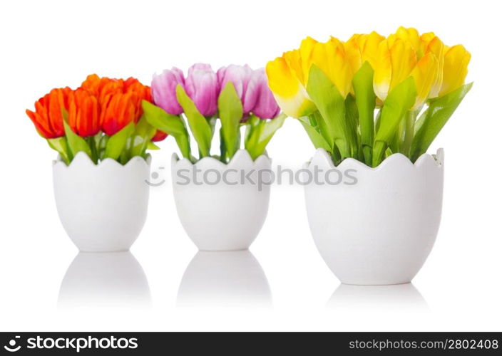 Tulips flowers isolated on the white