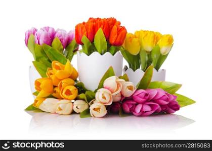 Tulips flowers isolated on the white