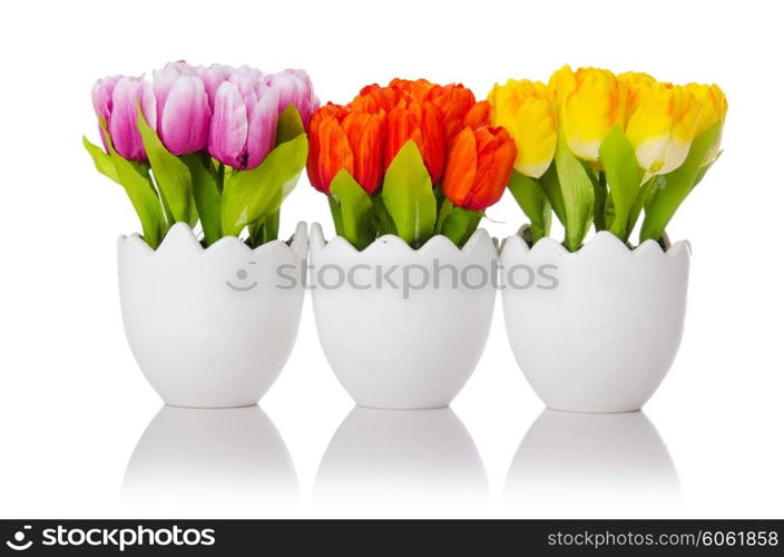 Tulips flowers isolated on the white