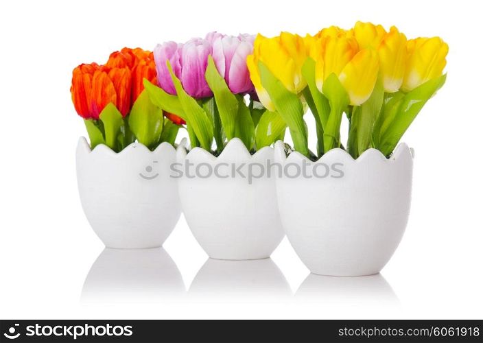 Tulips flowers isolated on the white