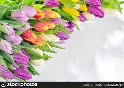 Tulips frame on white background
