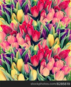 tulips. fresh spring flowers with water drops. floral background. vintage style toned picture
