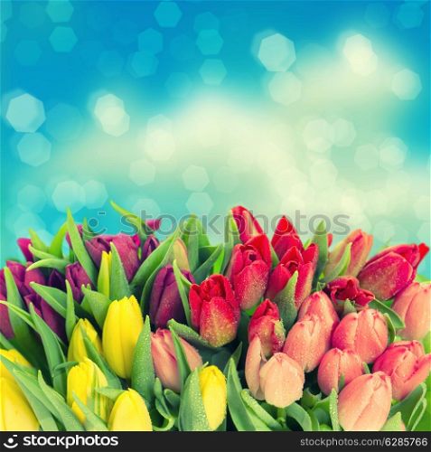 tulips. fresh spring flowers with water drops over blue blurred background. vintage style toned picture