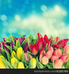 tulips. fresh spring flowers with water drops over blue blurred background. vintage style toned picture