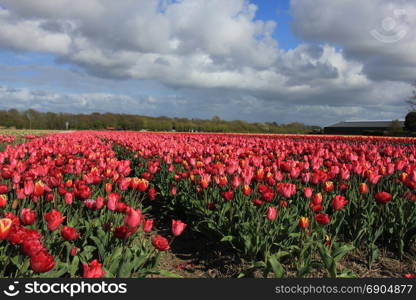 Tulips in a field: Tulips in various colors growing on a field, flower bulb industry