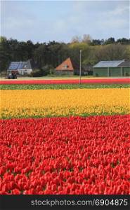 Tulips in a field: Yellow and red tulips growing on an agriculture field