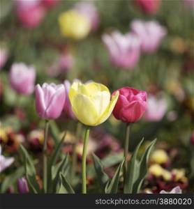 Tulips in a garden