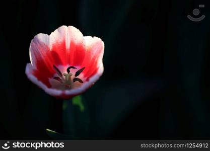 Tulips in close up with water drop