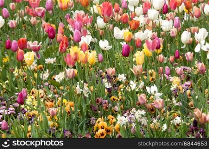 Tulips in field, The Netherlands