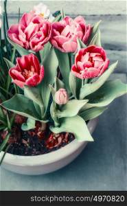 Tulips in flowers pot retro toned, spting plant . Springtime Container Gardening concept