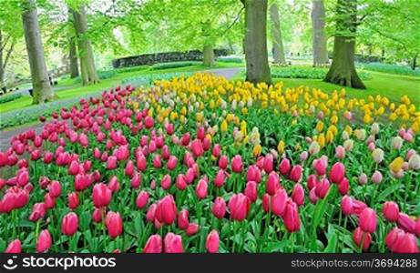 Tulips in garden in spring time