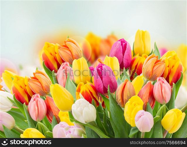 tulips in garden on blue bokeh background with grass and sky. tulips in garden