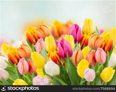 tulips in garden on blue bokeh background with grass and sky. tulips in garden