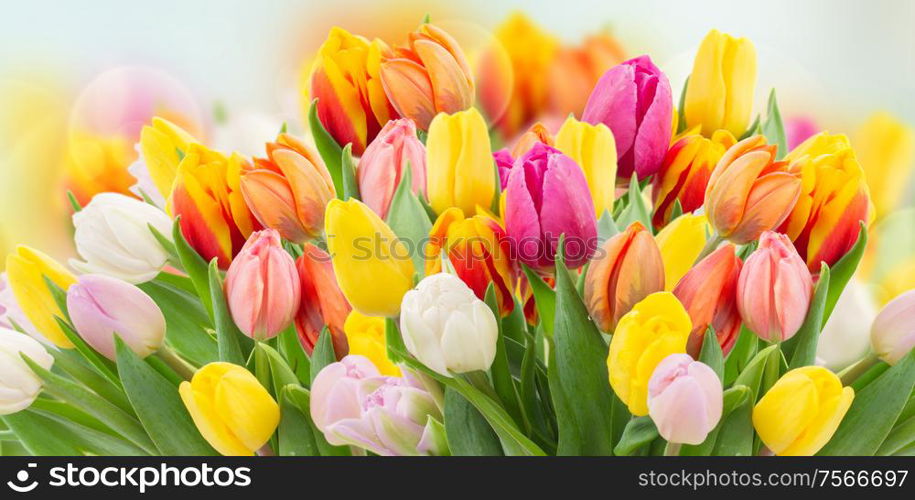 tulips in garden on blue bokeh background with grass and sky. tulips in garden