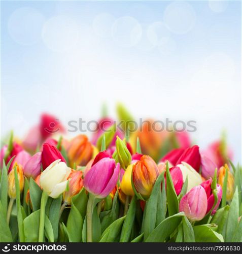 tulips in garden on blue sky background. tulips in garden