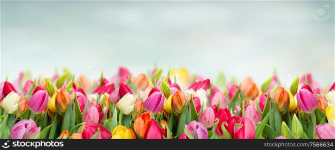 tulips in garden on blue sky background wide banner with copy space. tulips in garden