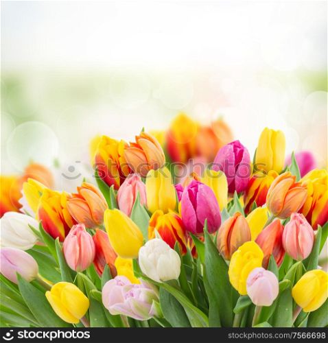 tulips in garden on bokeh background with grass and sky . tulips in garden