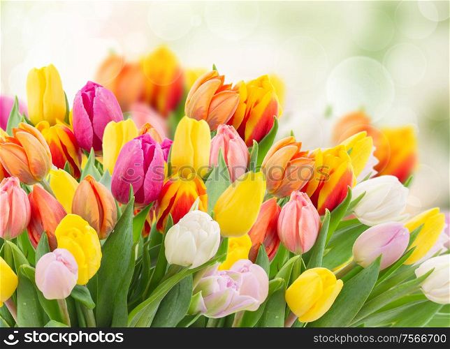 tulips in garden on bokeh background with grass and sky . tulips in garden