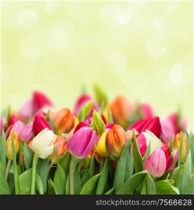 tulips in garden on green bokeh background