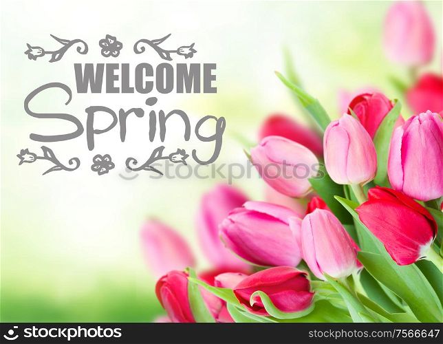 tulips in garden on green garden background with welcome spring words. tulips in garden
