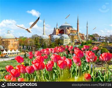 Tulips in Istanbul during Tulip festival, in Sultanahmet region with Hagia Sophia