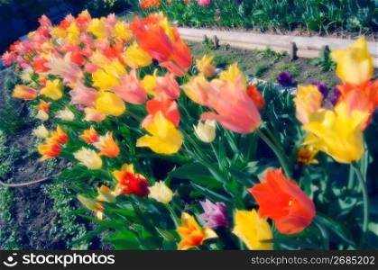 Tulips in plant nursery
