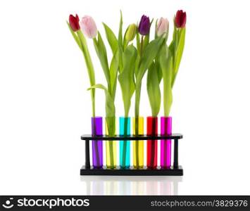 tulips in red yellow blue pink and red tubes