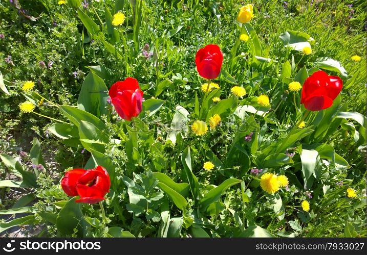 Tulips In Spring.