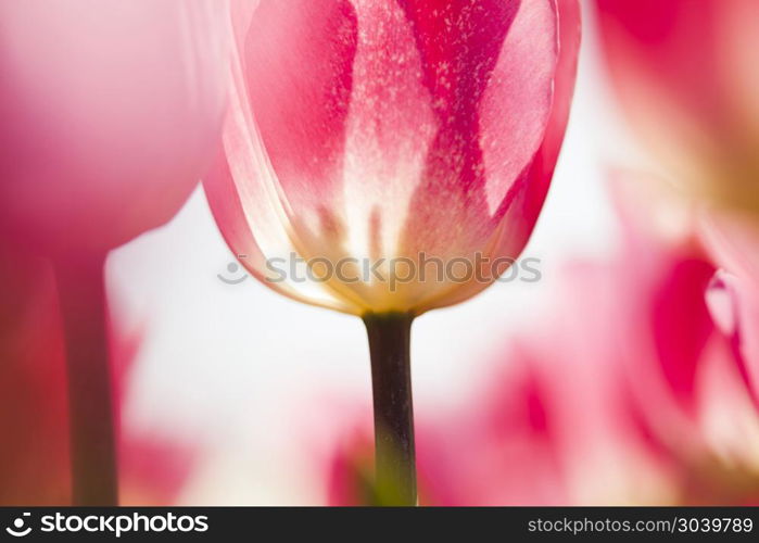 Tulips in spring,colourful tulip. Tulip flowers close up