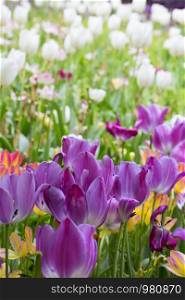 Tulips of different color in a field, vertical image