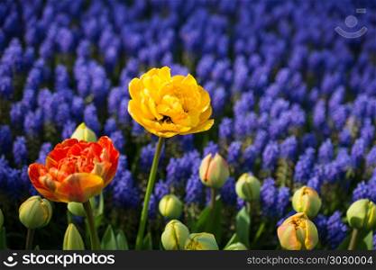 tulips of various colors in nature in spring. tulips of various colors in nature in spring time