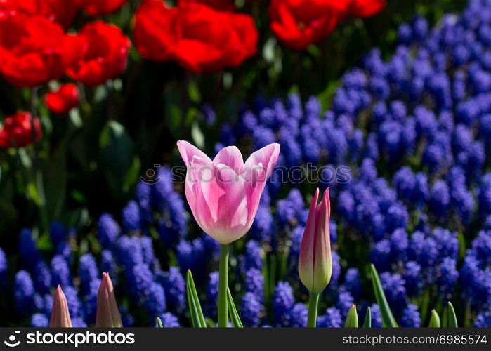 tulips of various colors in nature in spring time