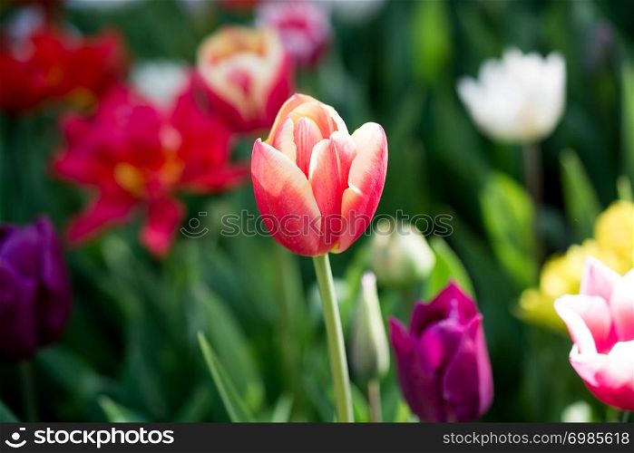tulips of various colors in nature in spring time